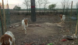 羊圈吃瓜爆料图片大全集,揭秘娱乐圈幕后真相图片大揭秘